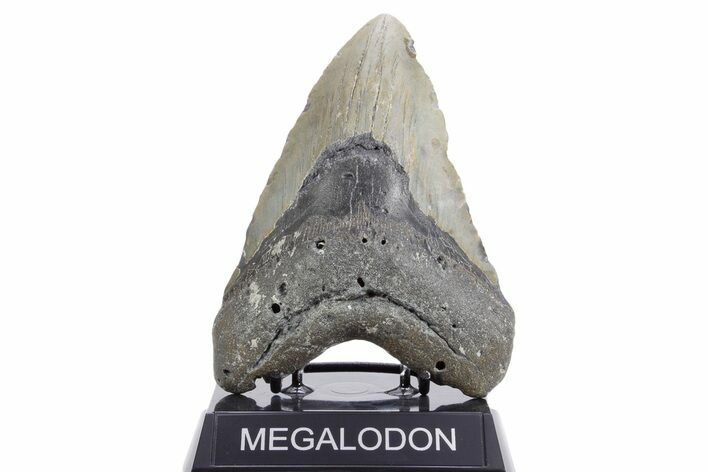 Fossil Megalodon Tooth - North Carolina #360790
